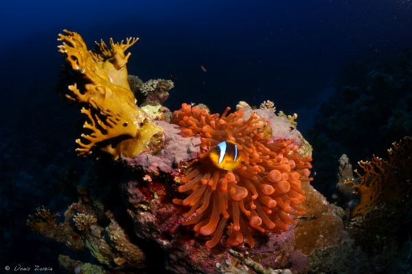 Woodhouse Reef - Tiran